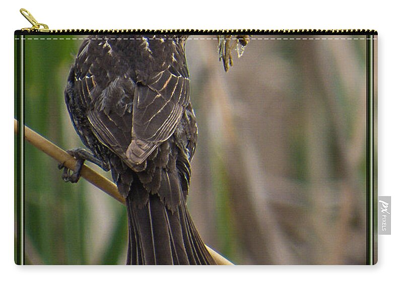 Red-winged Blackbird Zip Pouch featuring the photograph Big Dinner for Female Red Winged Blackbird II by Patti Deters