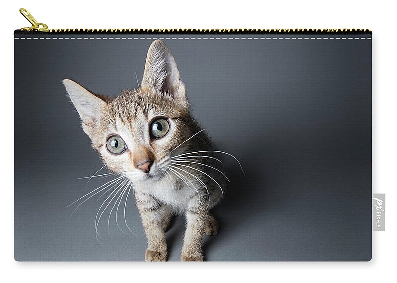 Pets Zip Pouch featuring the photograph Big-eyed Tabby Kitten - The Amanda by Amandafoundation.org