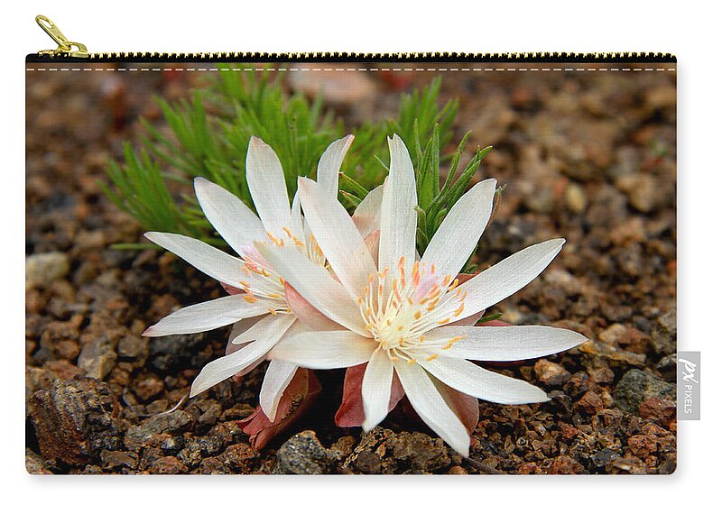 Bitterroot Wildflower Zip Pouch featuring the photograph Bitterroot Beauty by Ed Riche