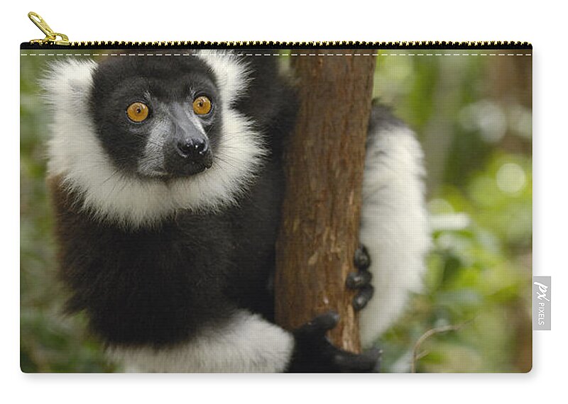 Feb0514 Zip Pouch featuring the photograph Black And White Ruffed Lemur Madagascar by Pete Oxford