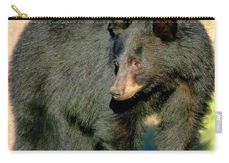 Black Bear Zip Pouch featuring the photograph Black Bear 3 by Will Borden