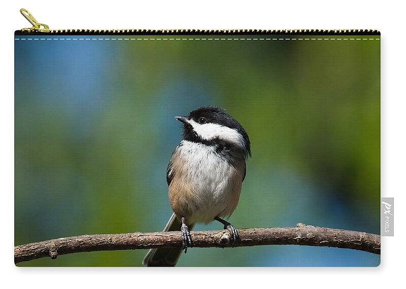 Animal Carry-all Pouch featuring the photograph Black Capped Chickadee Perched on a Branch by Jeff Goulden