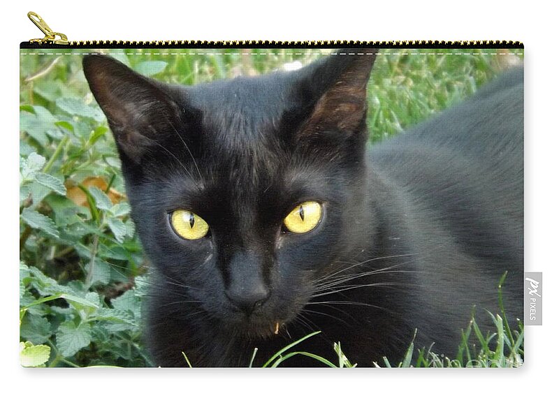 Animal Zip Pouch featuring the photograph Black Cat by Lingfai Leung