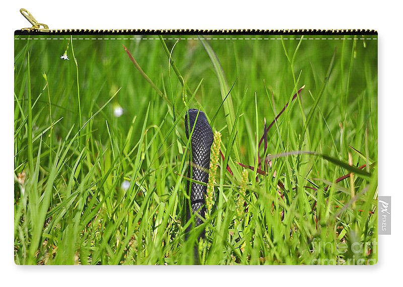 Snake Zip Pouch featuring the photograph Black Racer Back by Al Powell Photography USA