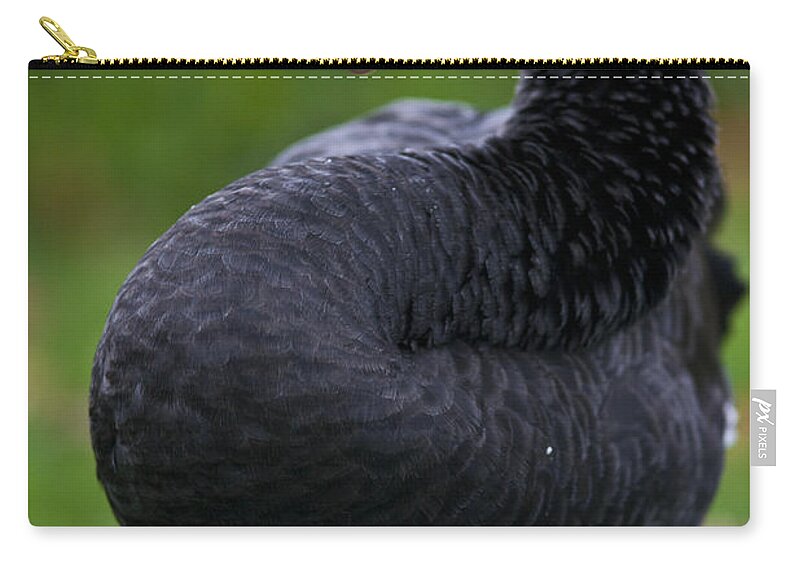 Swan Zip Pouch featuring the photograph Black Swan Series - 1 by Heiko Koehrer-Wagner