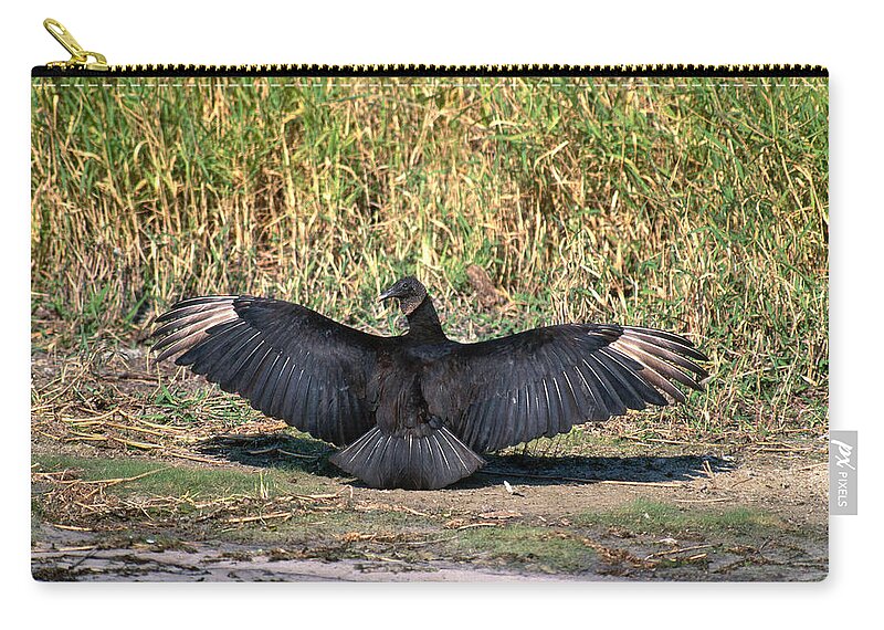 Black Vulture Zip Pouch featuring the photograph Black Vulture by Paul J. Fusco