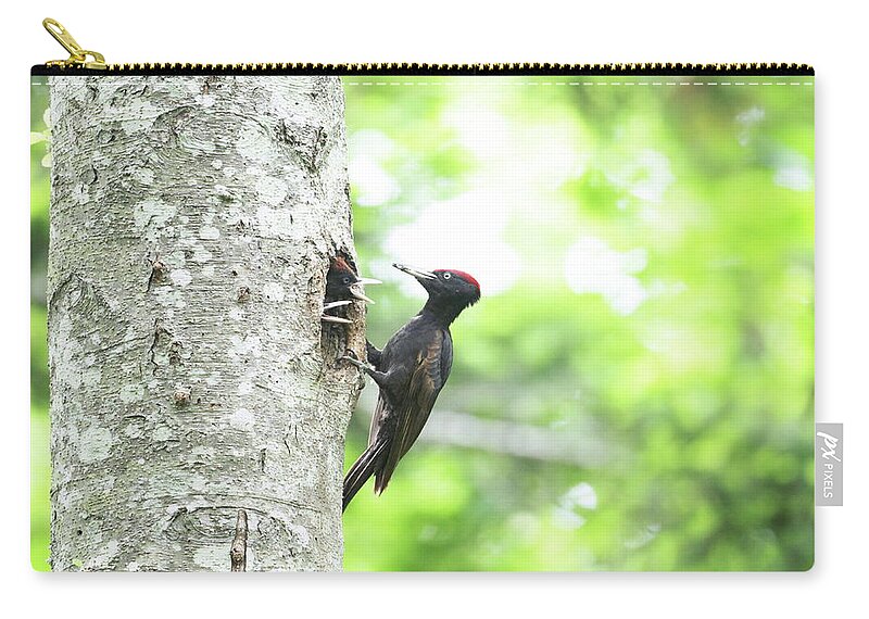 Hokkaido Zip Pouch featuring the photograph Black Woodpecker by Tsuntsun