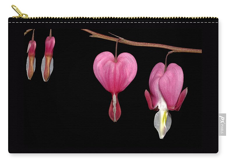 Flower Zip Pouch featuring the photograph Bleeding Heart Flowers Showing Blooming Stages by Phil Cardamone