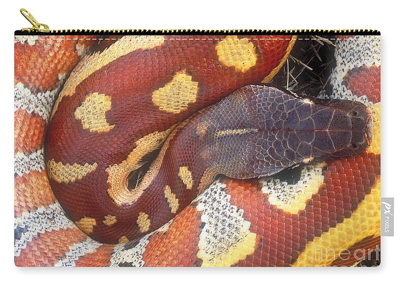 Blood Python Zip Pouch featuring the photograph Blood Python by Art Wolfe