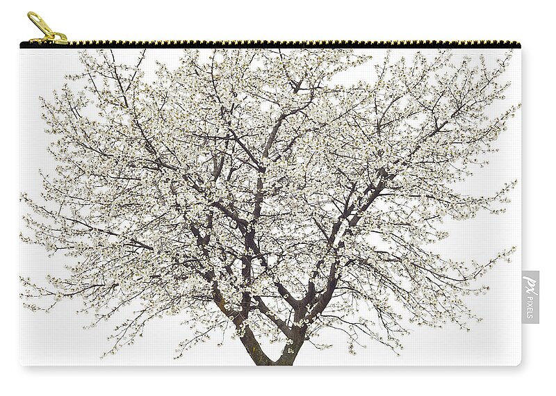 Cherry Zip Pouch featuring the photograph Blooming Cherry Tree On White by Rinocdz