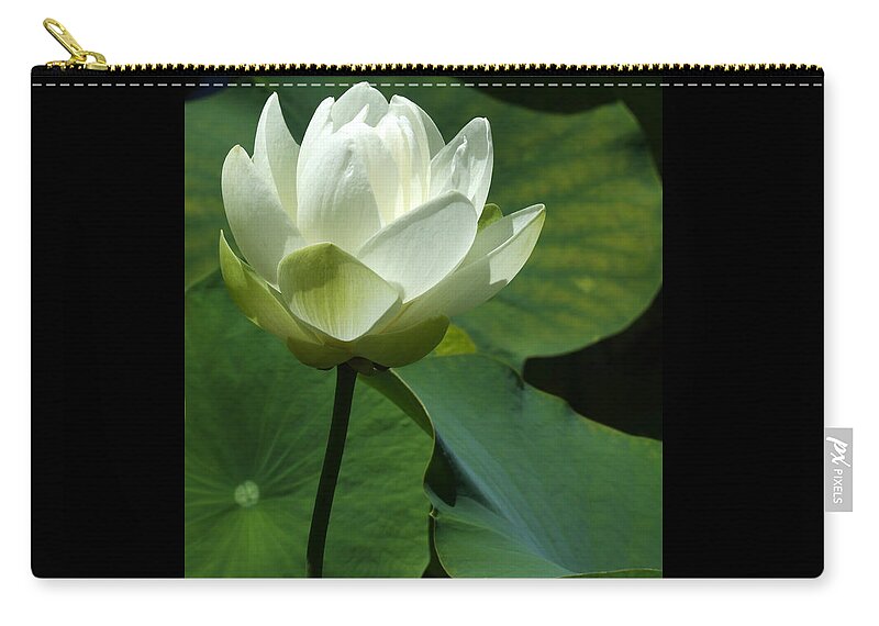Macro Zip Pouch featuring the photograph Blooming White Lotus by Sabrina L Ryan