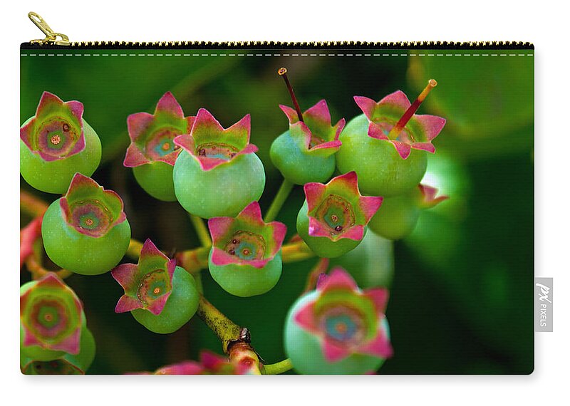 Blueberry Park Zip Pouch featuring the photograph Blue Berry Beginnings by Tikvah's Hope