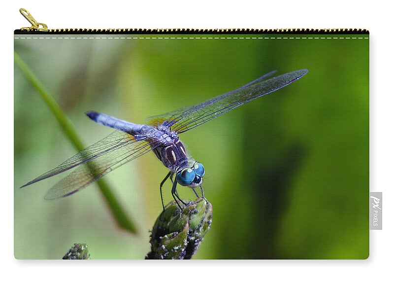 Animals Zip Pouch featuring the photograph Blue Dragonfly by Jim Shackett