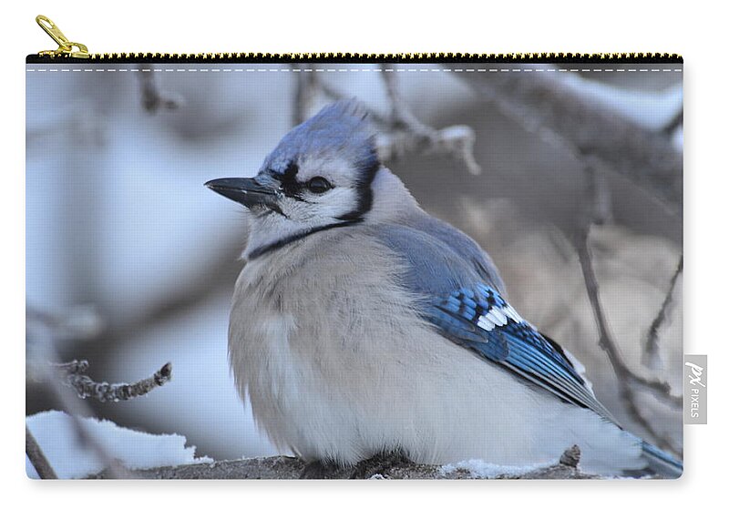 Bluejay- Bluejay In Winter- In A Tree Close Up~limited Edition 3 Of 10- Blue -bird- Blue Feathers- Winter Bluejay Bird- Gallery Print- Image Of A Blue Bird (art-photography Images By Rae Ann M. Garrett- Raeann Garrett) Zip Pouch featuring the photograph Blue edition 7 of 10 by Rae Ann M Garrett