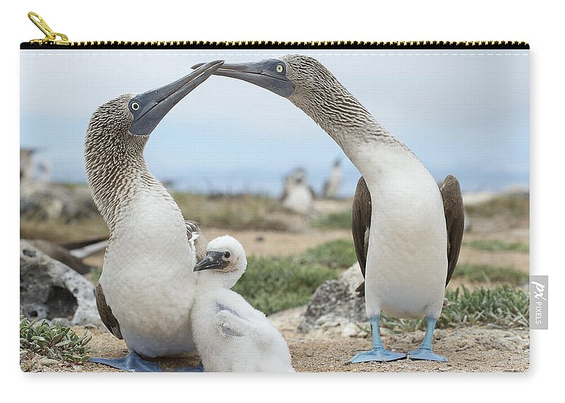 531699 Zip Pouch featuring the photograph Blue-footed Boobies With Chicks At Nest by Tui De Roy
