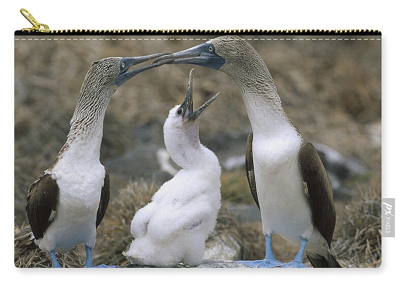 Feb0514 Zip Pouch featuring the photograph Blue-footed Booby Family On Nest by Tui De Roy