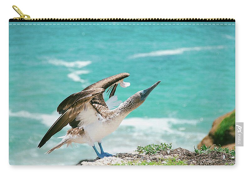 Grass Zip Pouch featuring the photograph Blue-footed Booby by Julia Davila-lampe