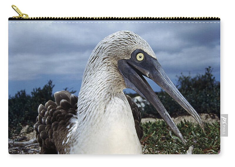 Feb0514 Zip Pouch featuring the photograph Blue-footed Booby Male Incubating Eggs by Tui De Roy