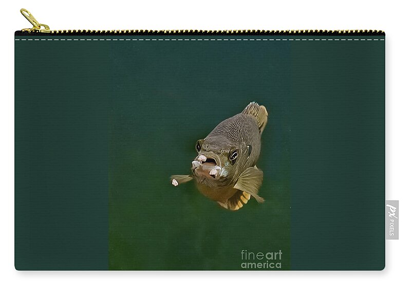 Blue Gill Zip Pouch featuring the photograph Blue Gill Feeding by Gwen Gibson