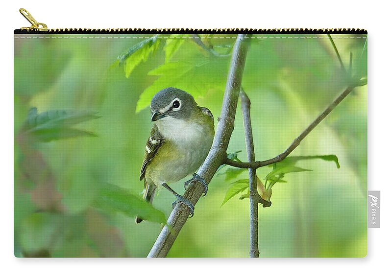 Animal Themes Zip Pouch featuring the photograph Blue-headed Vireo by Laura Meyers Photography