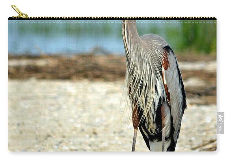 Blue Heron Zip Pouch featuring the photograph Blue Heron Portrait by Sandi OReilly