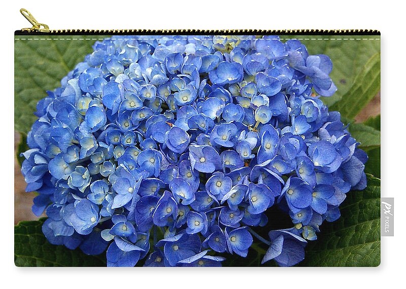 Blue Zip Pouch featuring the photograph Blue Hydrangea by Chauncy Holmes