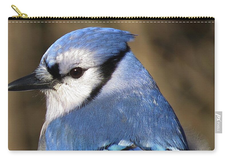 Blue Jay Zip Pouch featuring the photograph Blue Jay Profile by MTBobbins Photography