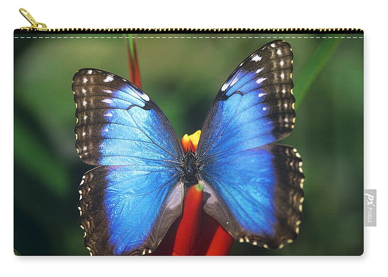 Blue Morpho Butterfly Zip Pouch featuring the photograph Blue Morpho Butterfly by M. Watson