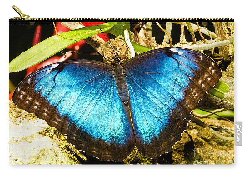 Fauna Zip Pouch featuring the photograph Blue Morpho Butterfly by Millard H. Sharp
