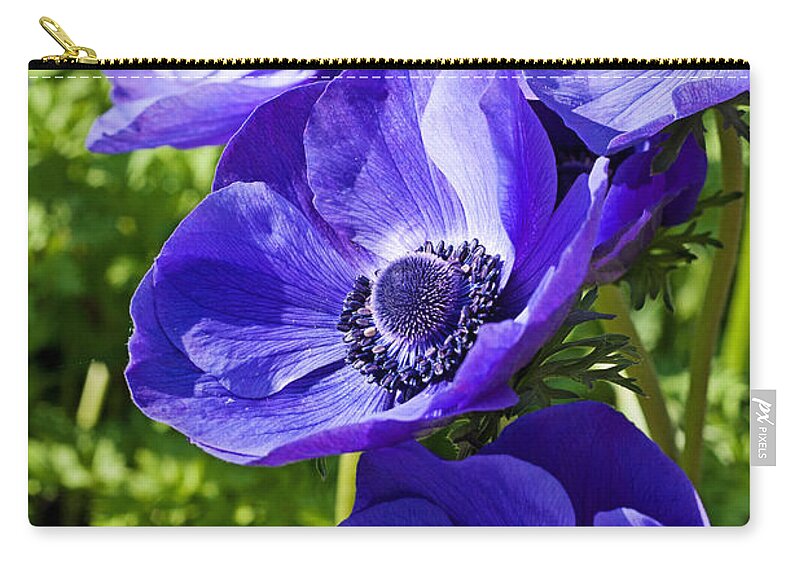 Poppy Zip Pouch featuring the photograph Blue Poppy Anemone by Michael Porchik