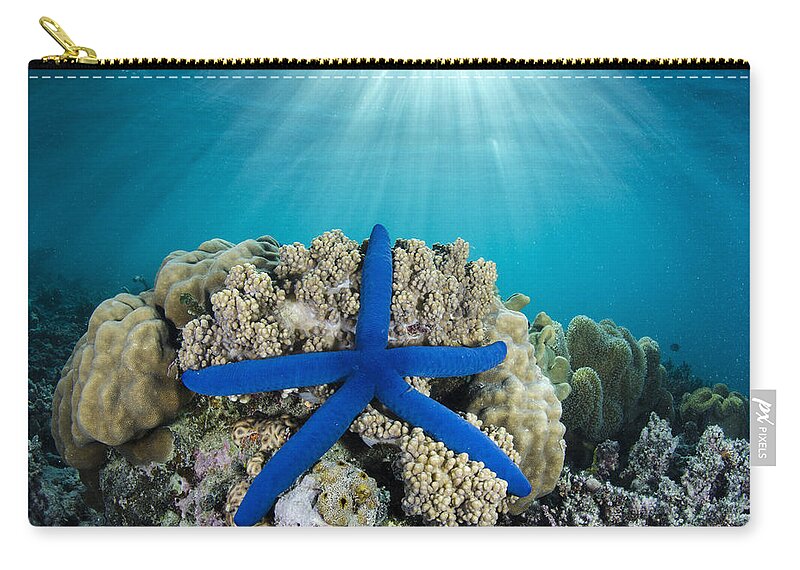 Pete Oxford Zip Pouch featuring the photograph Blue Sea Star Fiji by Pete Oxford