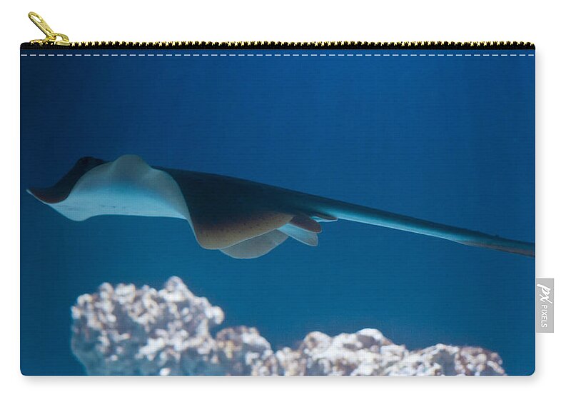 Underwater Zip Pouch featuring the photograph Blue spotted fantail ray by Eti Reid