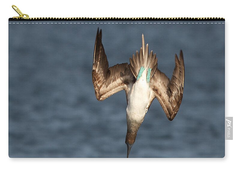 Galapagos Islands Zip Pouch featuring the photograph Blue Streak 3 by David Beebe