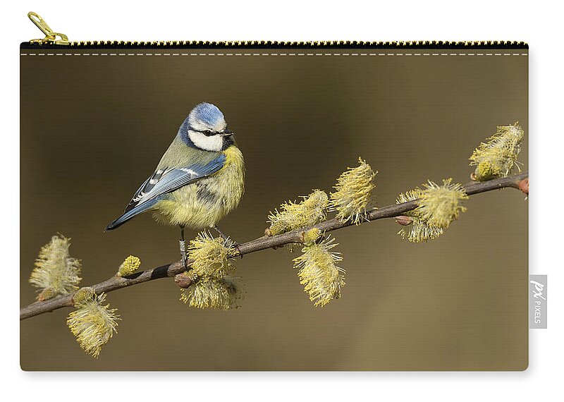 Nis Zip Pouch featuring the photograph Blue Tit Netherlands by Marianne Brouwer