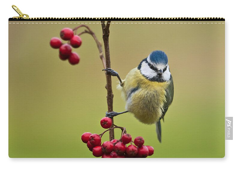 Bird Zip Pouch featuring the photograph Blue Tit with Hawthorn Berries by Liz Leyden