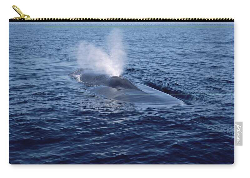 Feb0514 Zip Pouch featuring the photograph Blue Whale Spouting Sea Of Cortez Mexico by Flip Nicklin