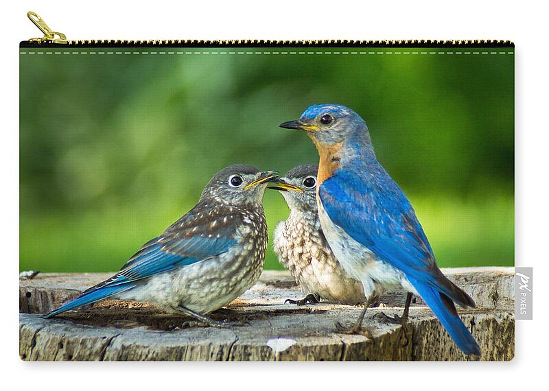 Bird Zip Pouch featuring the photograph Bluebird - Father and Sons by Bill Pevlor