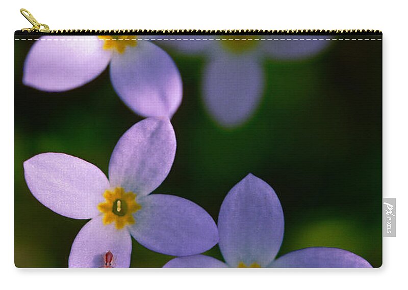 Bluet Zip Pouch featuring the photograph Bluets with Aphid by Marty Saccone