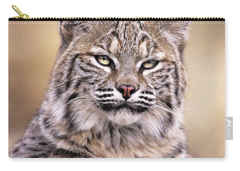 Bobcat Carry-all Pouch featuring the photograph Bobcat Cub Portrait Montana Wildlife by Dave Welling