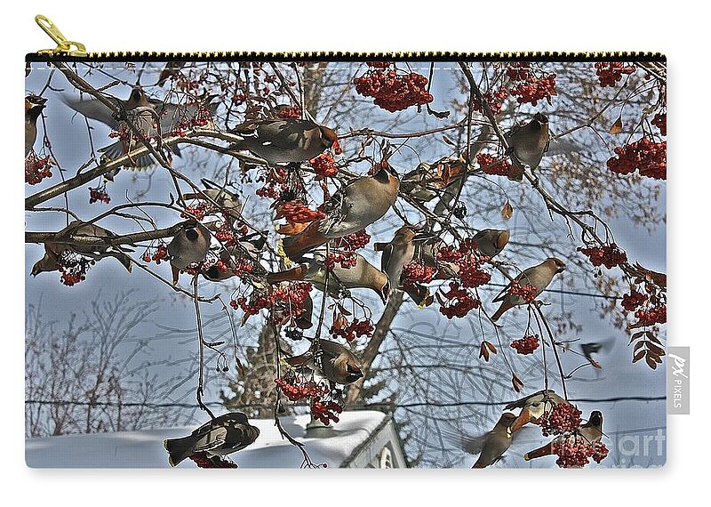 Bird Zip Pouch featuring the photograph Bohemian Waxwing Feast by Linda Bianic