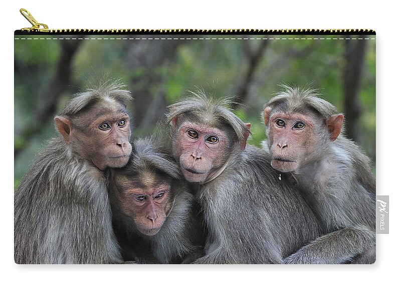 Thomas Marent Zip Pouch featuring the photograph Bonnet Macaques Huddling India by Thomas Marent