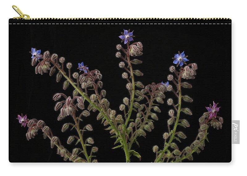 Purple Zip Pouch featuring the photograph Borage Plants On Black Background by William Turner