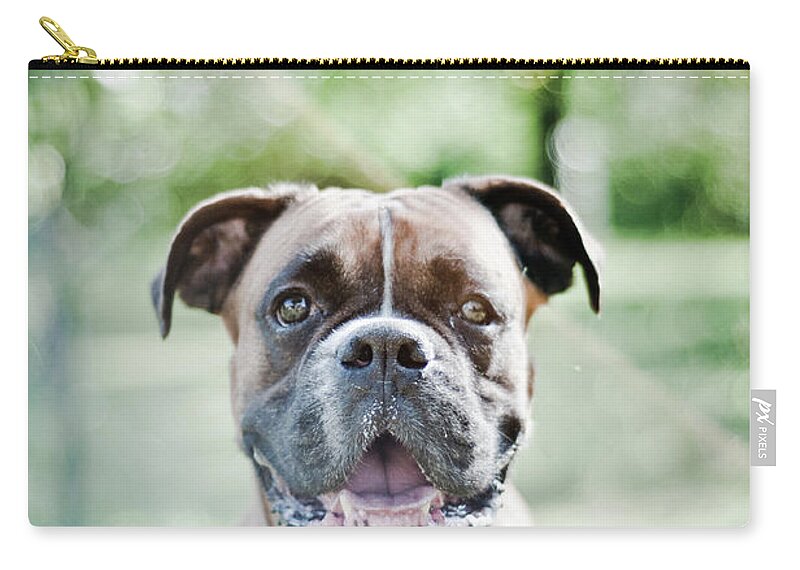 Animal Teeth Zip Pouch featuring the photograph Boxer Dog Breed by Yanis Ourabah