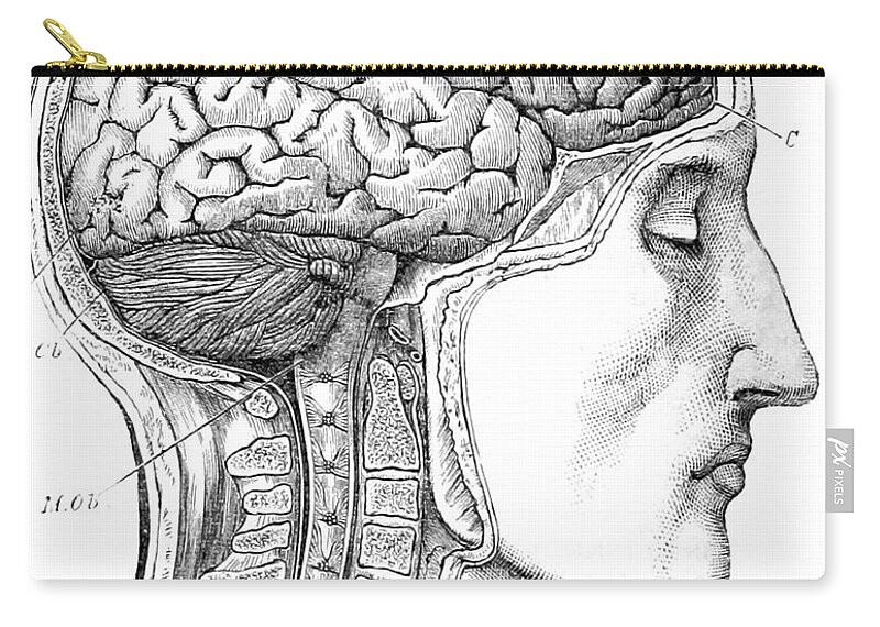 Science Zip Pouch featuring the photograph Brain From Right Side, 1883 by British Library