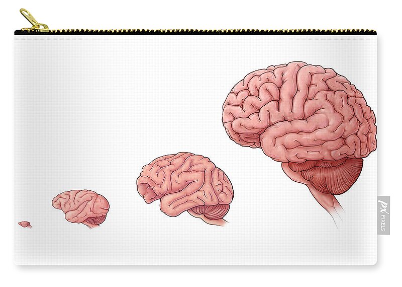 Brain Size Comparison Zip Pouch by Evan Oto - Fine Art America