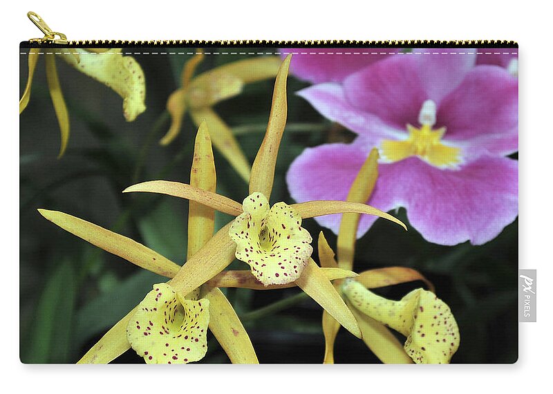 Yellow Orchid Zip Pouch featuring the photograph Brassolaelia Yellow Bird and Pink Miltoniopsis by Terri Winkler
