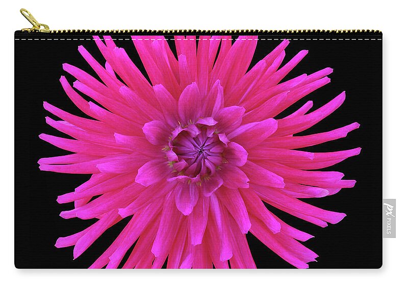 Haslemere Zip Pouch featuring the photograph Bright Pink Cactus Dahlia On Black by Rosemary Calvert