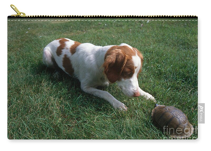 Eastern Box Turtle Zip Pouch featuring the photograph Brittany Spaniel and Box Turtle by Kenneth H Thomas