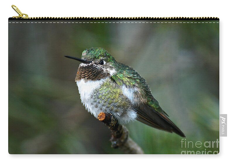 Hummingbird Zip Pouch featuring the photograph Broad-tailed Hummingbird by Al Andersen