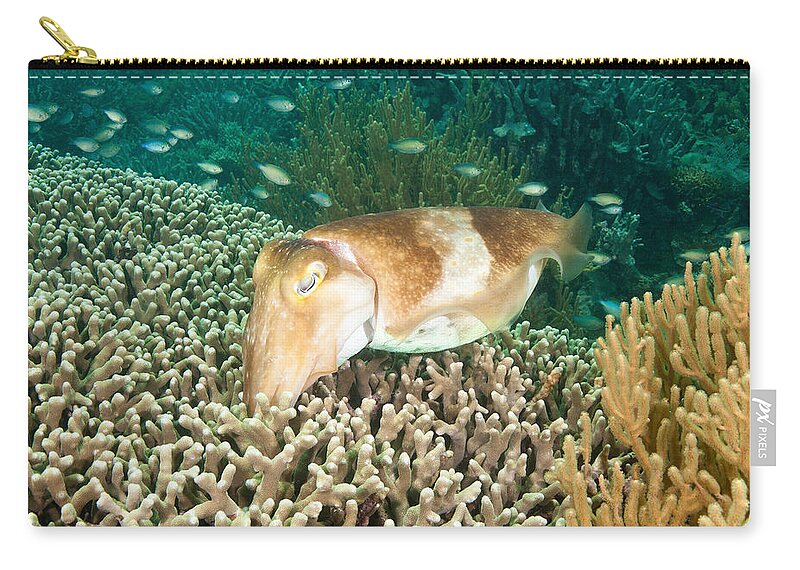 Marine Zip Pouch featuring the photograph Broadclub Cuttlefish Depositing Eggs by Andrew J Martinez